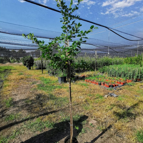 White Stinkwood | Celtis africana | Witstinkhout